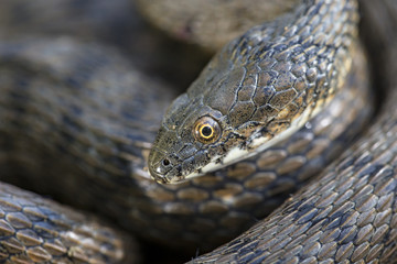 Wildlife