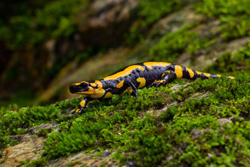 Wildlife