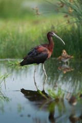 Wildlife