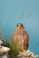 Wildlife