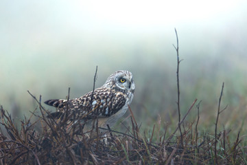 Wildlife