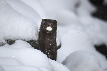 Obraz premium Wildlife