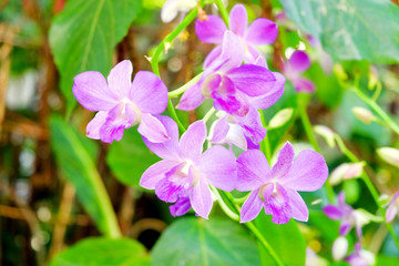 Fototapeta premium Close up Purple orchid in the garden is blooming in the morning.