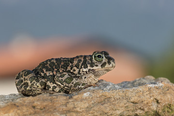 Wildlife