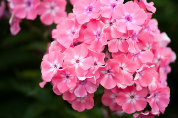 Phloxes pink. Flowers