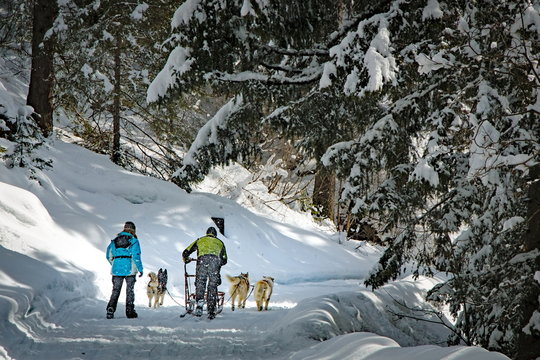 Slitta nel bosco, Valmalenco, Italy