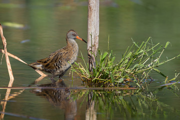Wildlife