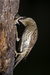 Wildlife
