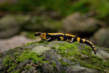 Wildlife