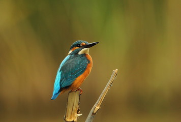 Wildlife