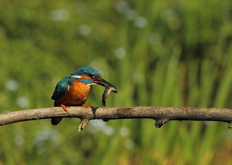 Wildlife