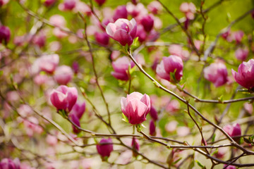 Naklejka na ściany i meble Blossoming of pink magnolia flowers in spring time, floral background