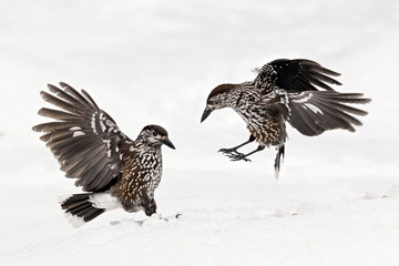 Wildlife