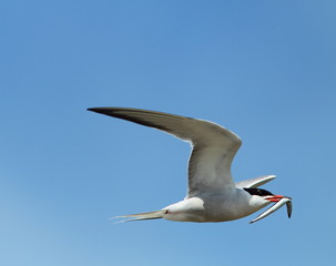 Wildlife