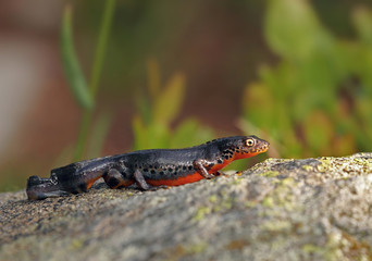 Wildlife