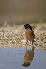 Wildlife