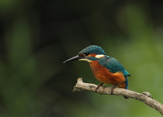 Wildlife