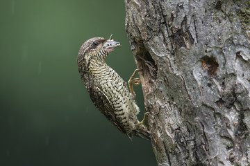 Wildlife