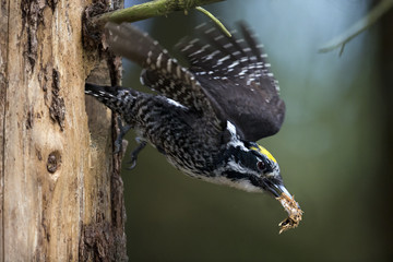 Wildlife