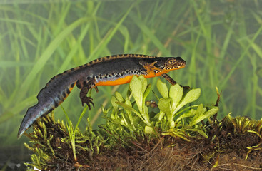 Wildlife