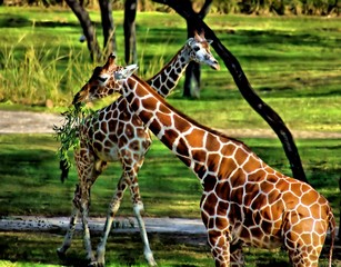 Two Giraffe