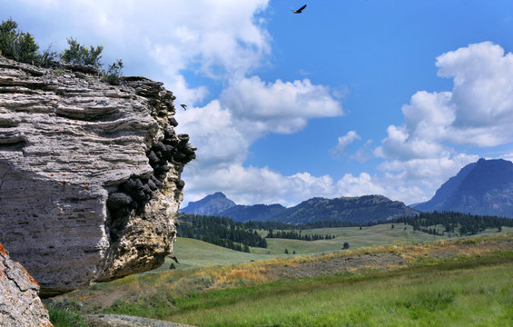 Nesting on Soda Butte in Yellowstone
