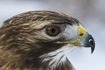 Wildlife