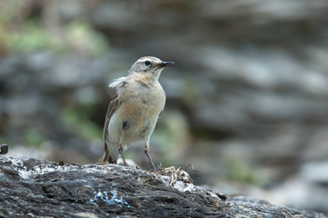 Wildlife