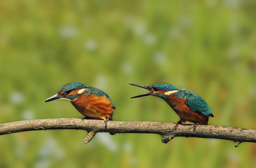 Wildlife