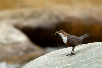 Wildlife