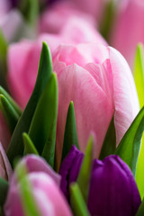  Bunch of Colorful Tulips