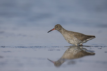 Wildlife