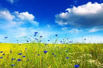 Photo sur Plexiglas Été Summer landscape with flower meadof and clouds.