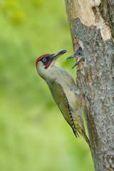 Wildlife