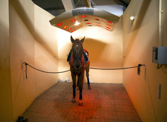Purebred racehorse sunbathing in special solarium for horses