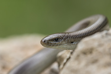 Wildlife