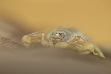 Wildlife