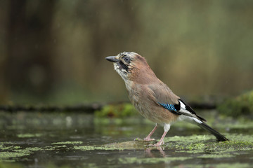 Wildlife