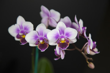 Beautiful purple and white orchid flowers on black background.