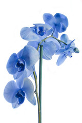 Fototapeta na wymiar Beautifu; blue orchid flowers isolated on white background.