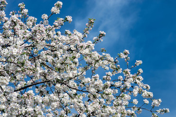 Blossoming apple tree in spring against a background of bright blue sky. Selective focus.