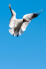 Gull in Flight