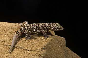 Wildlife
