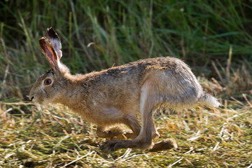 Wildlife