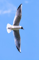 Gull in Flight