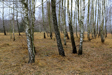 spring birch grove