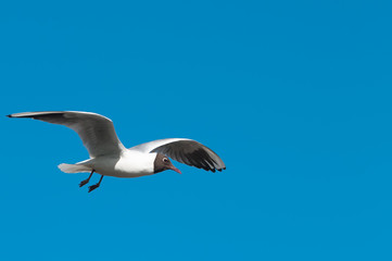 Gull in Flight