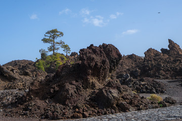 Fototapeta na wymiar Alone green fir-tree on the volcanic lava in the Tenerife Teide