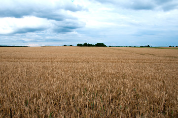 Wheat fields in the middle of the day