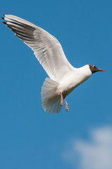  Gull in Flight